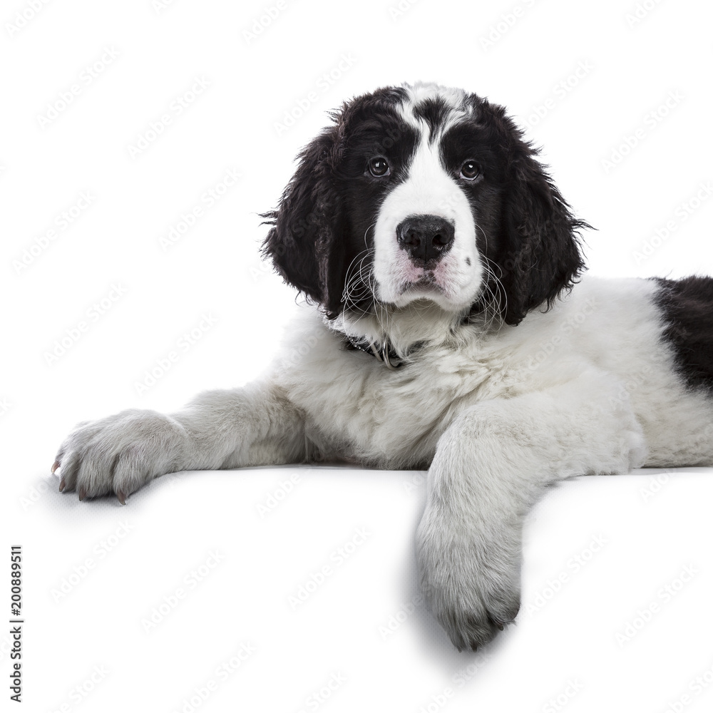Portrait of sweet black and white Landseer pup / dog laying down with paws over edge isolated on white background looking into lens Portrait of sweet black and white Landseer pup / dog laying down with paws over edge isolated on white background looking into lens