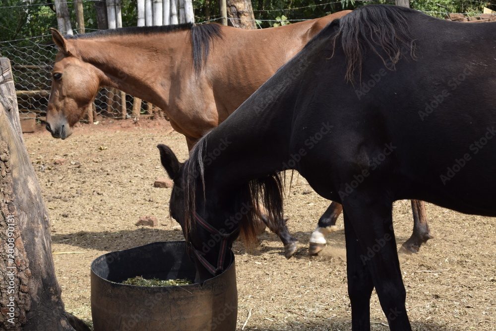 Cavalo preto comendo pastagem no curral a frente de um cavalo pardo Stock  Photo