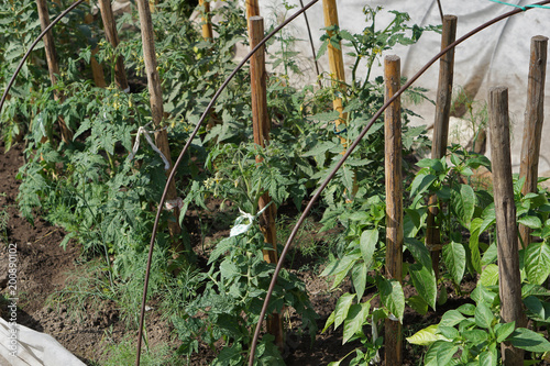 green leaves ofpepper and tomatoes on bed.