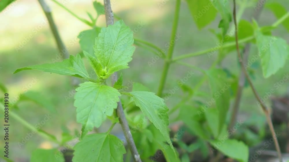 Chromolaena odorata, Thai herb alternative medicine. Chromolaena odorata, Thai herb alternative medicine.