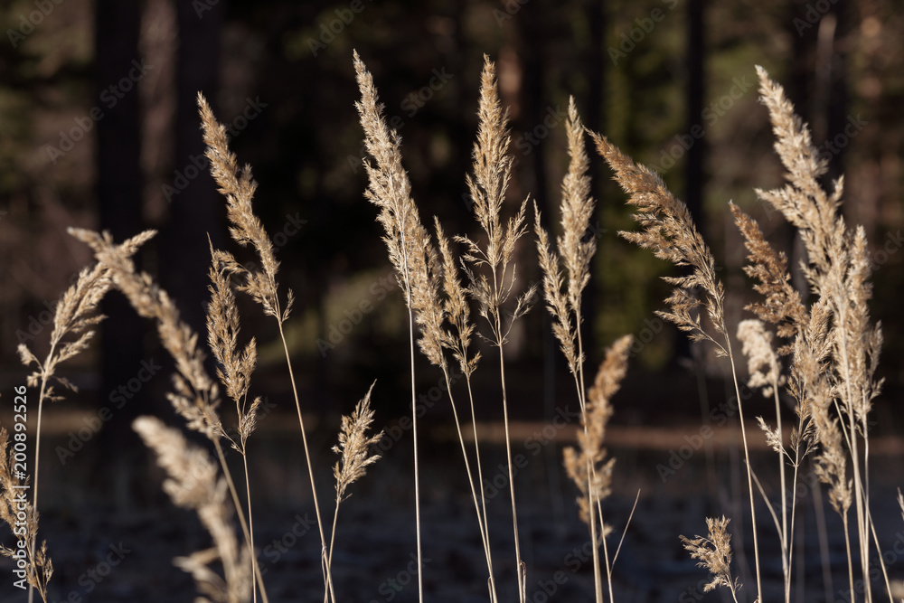 Fototapeta premium Field of barley in the sunlight