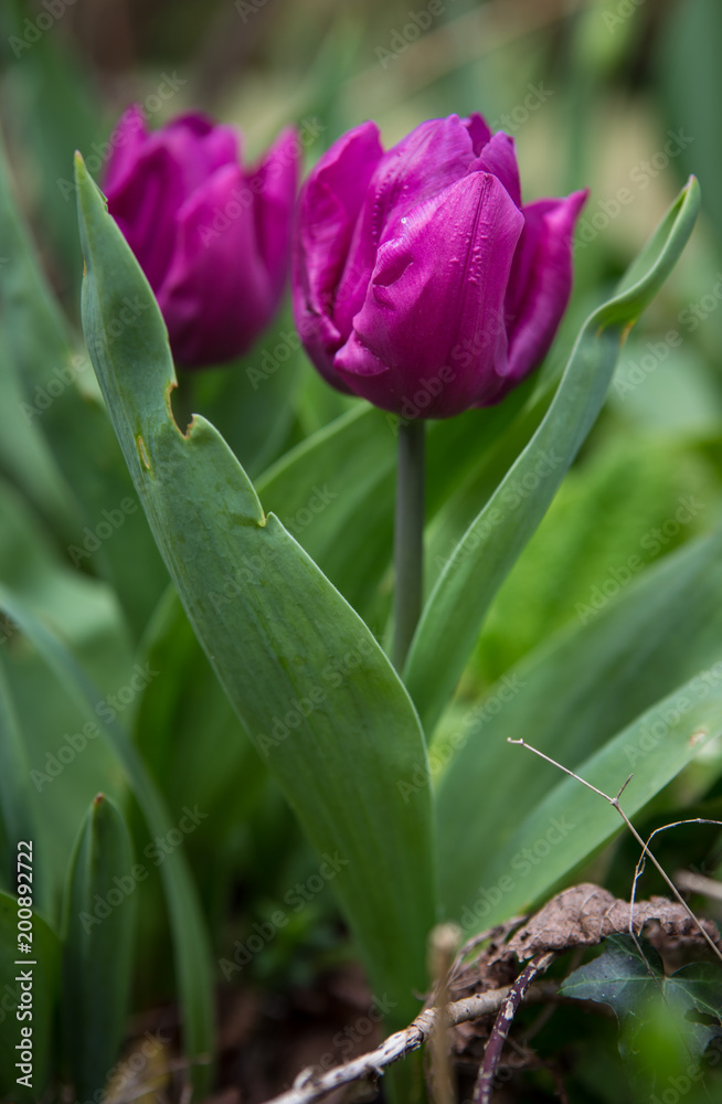 Tulipe Tulipe