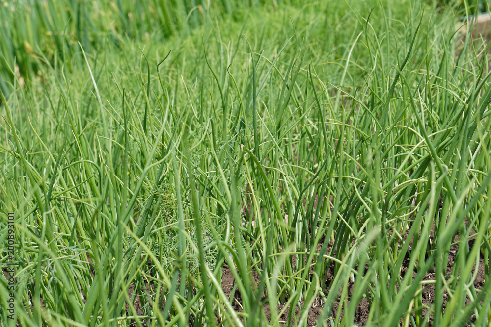 green leaves of onion. Organic food. green leaves of onion. Organic food.