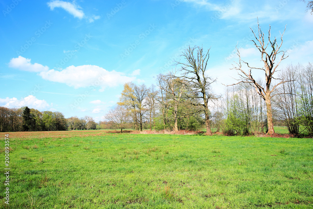 Fototapeta premium Scenic Versmolder Bruch in East Westphalia, Germany