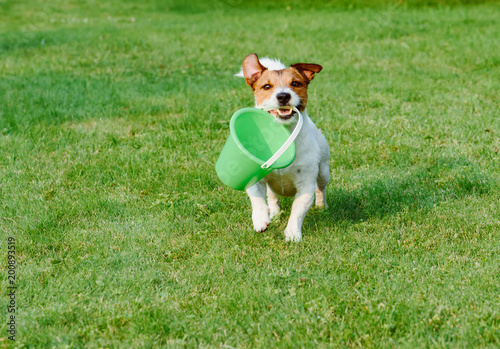 Friendly dog fetches a bucket at green grass garden lawn
