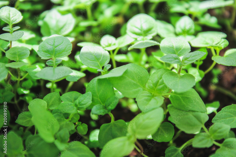 Fresh mint leafs, Mint herbs, Kitchen Mint, mint background. Fresh mint leafs, Mint herbs, Kitchen Mint, mint background.