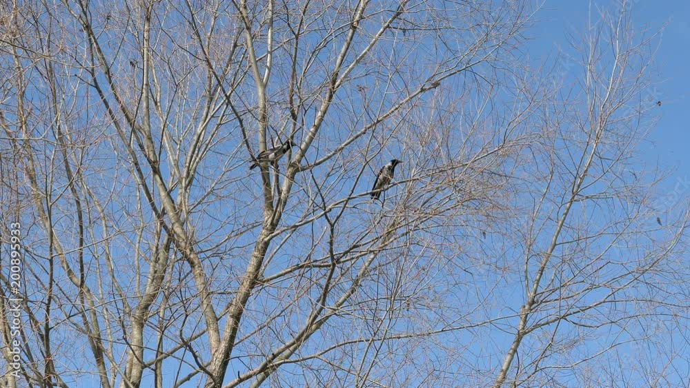 Hooded Crows On Tree In The Spring Sunny Day Hooded Crows On Tree In The Spring Sunny Day