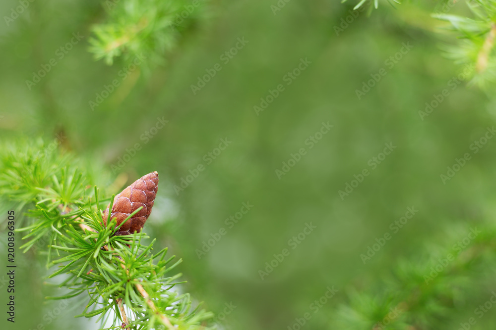 Fir cone on branch with green needles. Natural environment background with copy space. Fir cone on branch with green needles. Natural environment background with copy space.