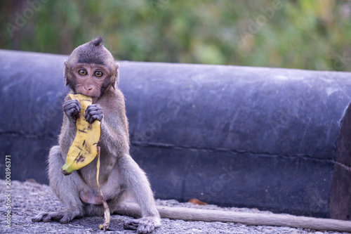 Konstfotografi Wild young long tailed macaque is eating banana peel