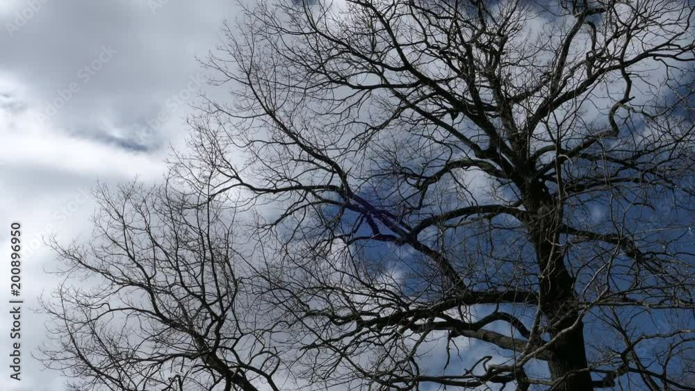 Tree Branch On Blue Sky Background In Spring Sunny Day Timelapse Tree Branch On Blue Sky Background In Spring Sunny Day Timelapse