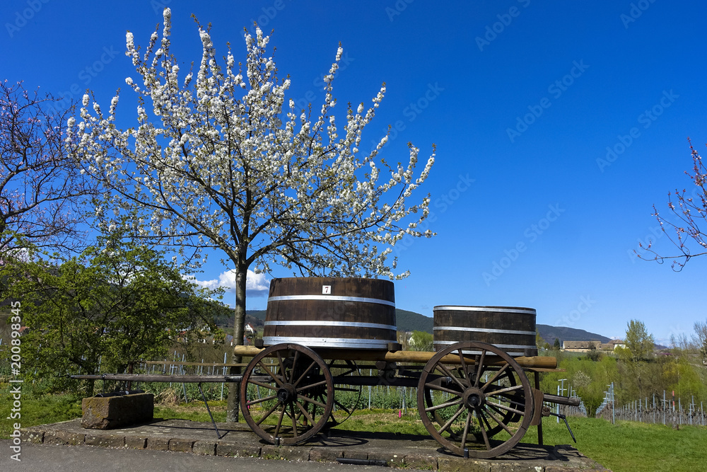 an old grapes winery harvest tool next to cherry blossom tree in Palatinate, Germany