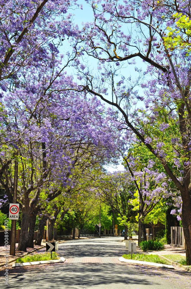 Naklejka premium Little suburban street full of green trees and blooming jacaranda. Adelaide, Australia