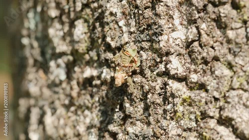 4K Bagworm Moth (Psychidae) Caterpillar Crawling 1 photo