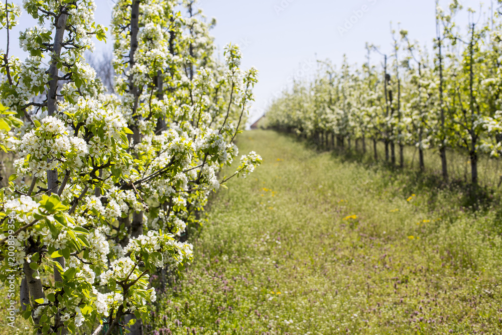 Blossoming apple orchard in spring.