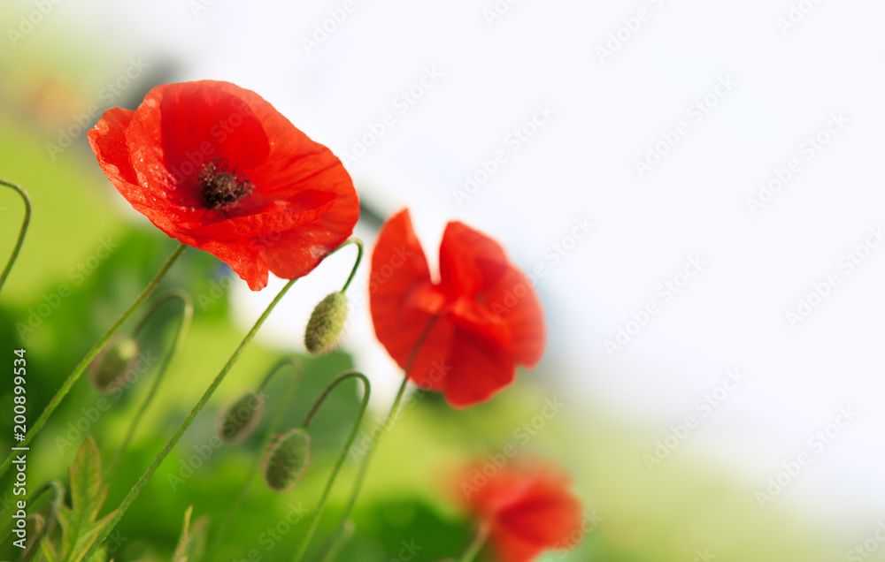 Naklejka premium Poppy flowers background.