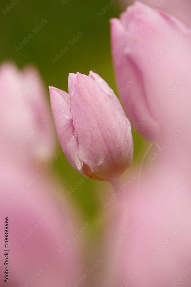 Tulipani (Tulipa)