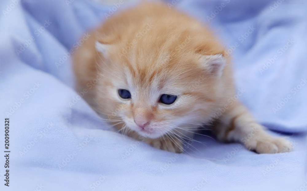 Small cute kitten
