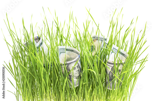 Dollars on grass isolated on white background. business, finance, increase profits Concept photo