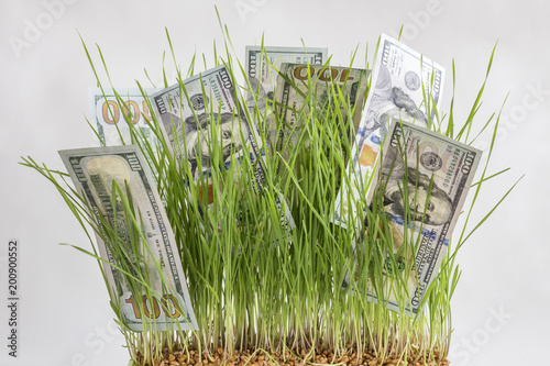 Money Growth in wheat germs. Dollars bill growing in green grass on gray background. photo