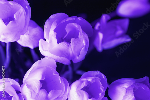 Tulip flowers on black background  macro photo  Ultra violet or purple color toned as abstract backdrop