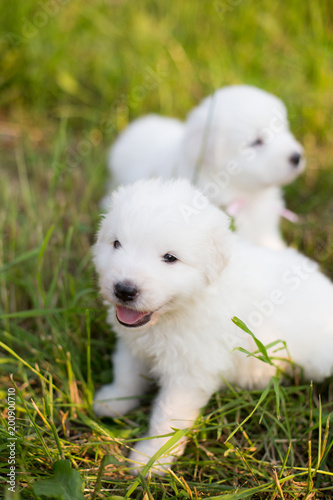 Portrait of a young maremma sheepdog puppy outside in summer. Image of Sweet white fluffy puppy with tonque out sitting in the grass at sunset