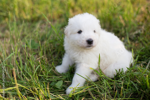 Portrait of a young maremma sheepdog puppy outside in summer. Image of Sweet white fluffy puppy sitting in the grass