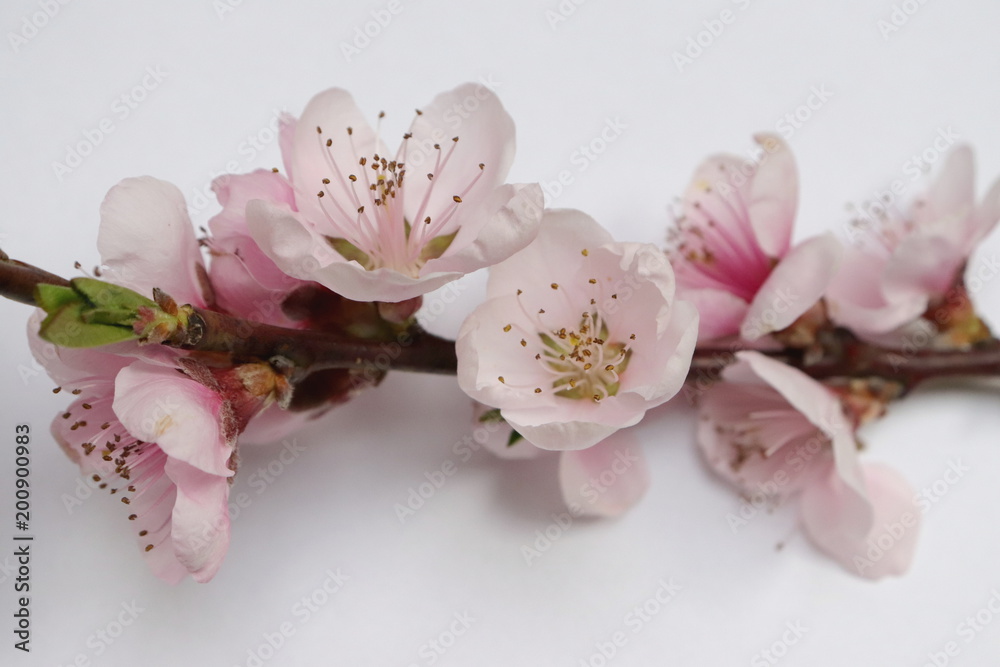 Pink spring blossom Pink spring blossom