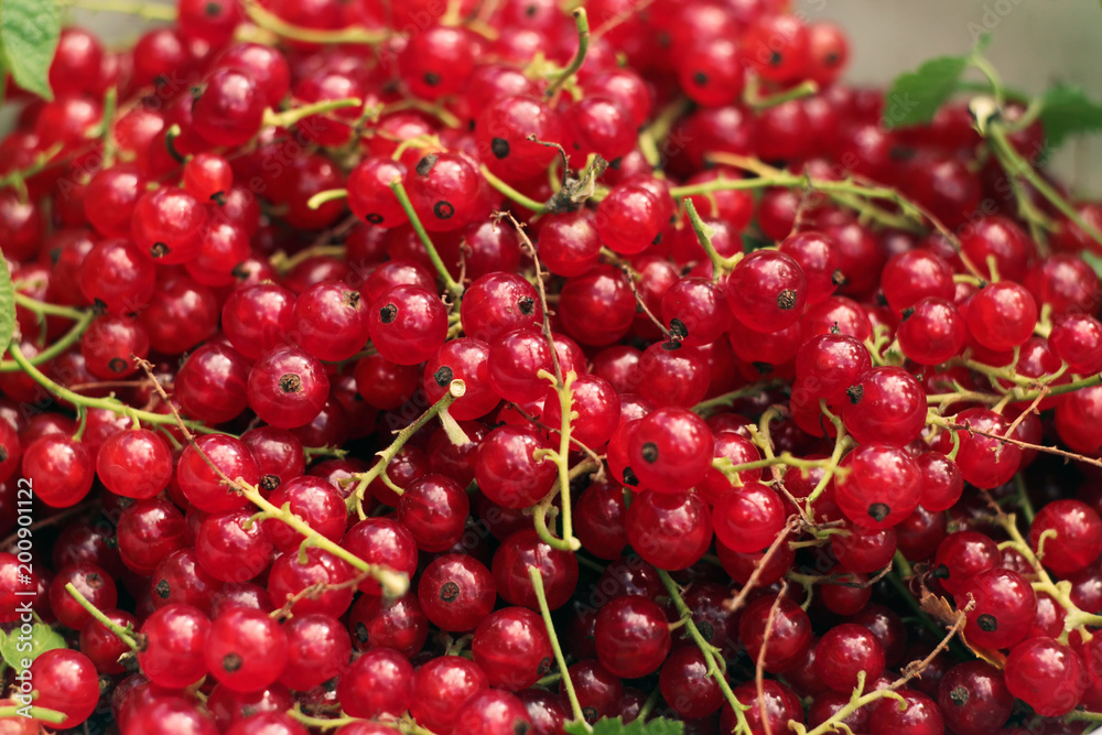 Fresh redcurrant Fresh redcurrant