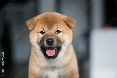 Portrait of cute red puppy breed Shiba Inu dog with tonque out on a dark background. Image of lovely japanese pup looking to the camera