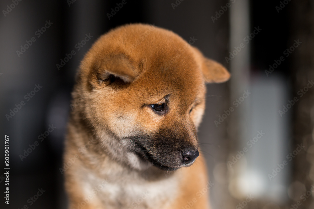 Profile portrait of lovely Japanese red puppy breed Shiba Inu dog on a dark background