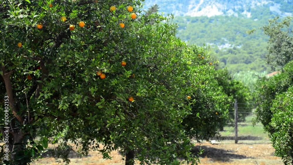 Orange tree with ripe oranges on mountain background