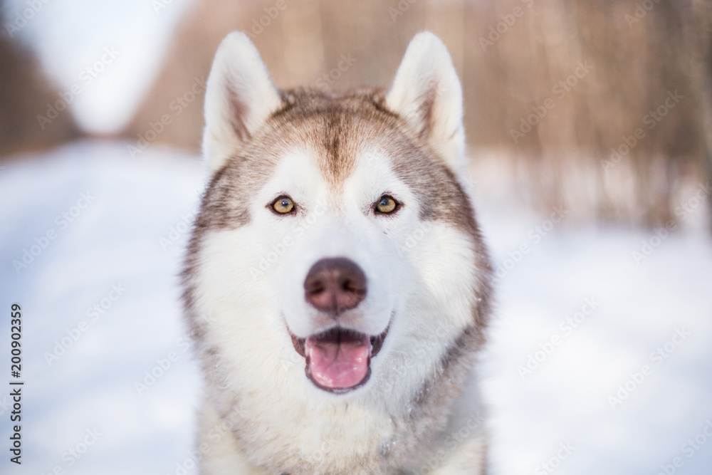 Close-up Portrait of cute siberian husky in winter forest on a snow background Close-up Portrait of cute siberian husky in winter forest on a snow background