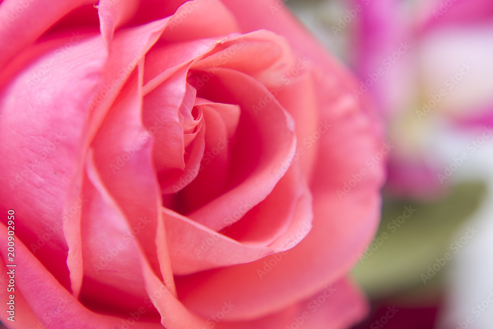 Macro photography of rose in garden