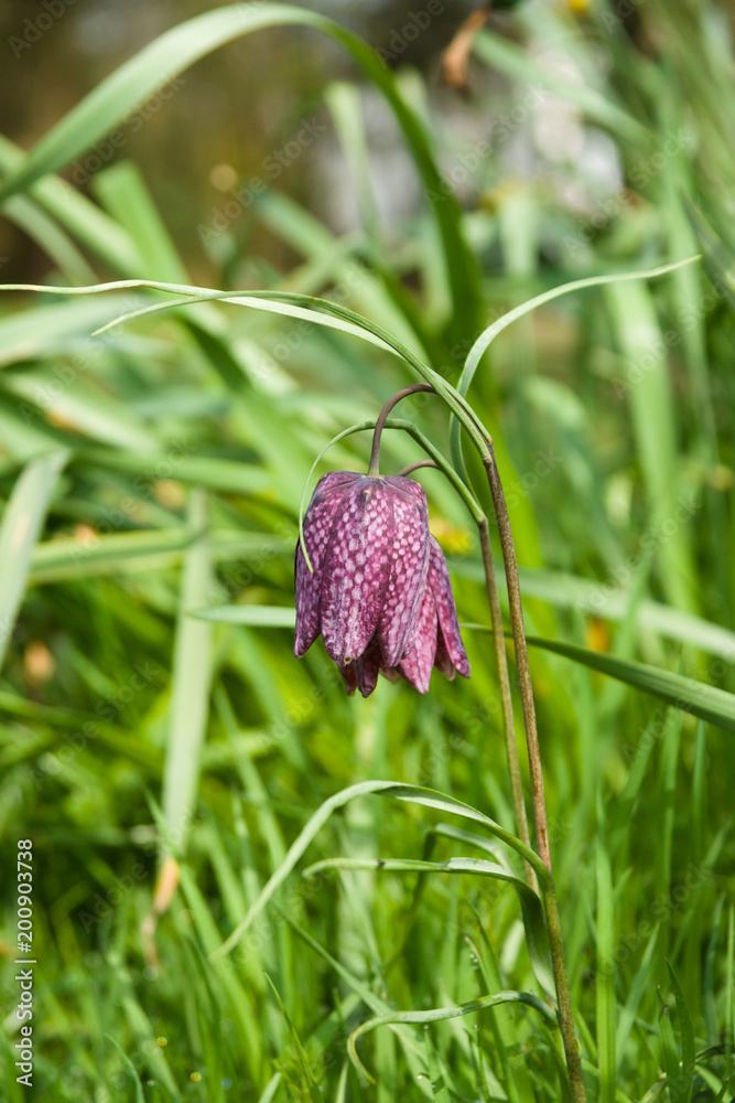 Snakes Head fritillary or Fritillaria meleagris also known as chess flower, frog-cup and guinea-hen native to Europe and western Asia Snakes Head fritillary or Fritillaria meleagris also known as chess flower, frog-cup and guinea-hen native to Europe and western Asia