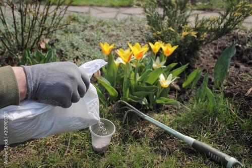 Εκτύπωση καμβά Gardener strews mineral granulated fertilizer from package for fertilizing flowering tulips