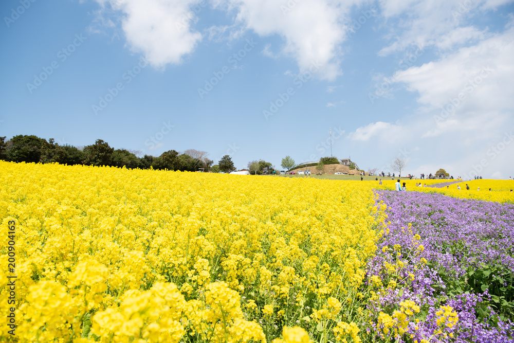 菜の花畑 菜の花畑