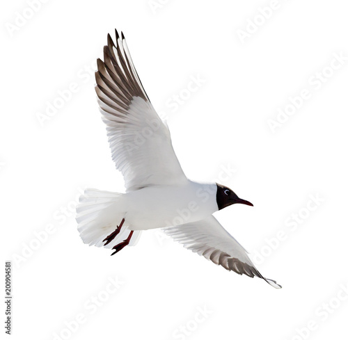 small isolated flying black headed gull