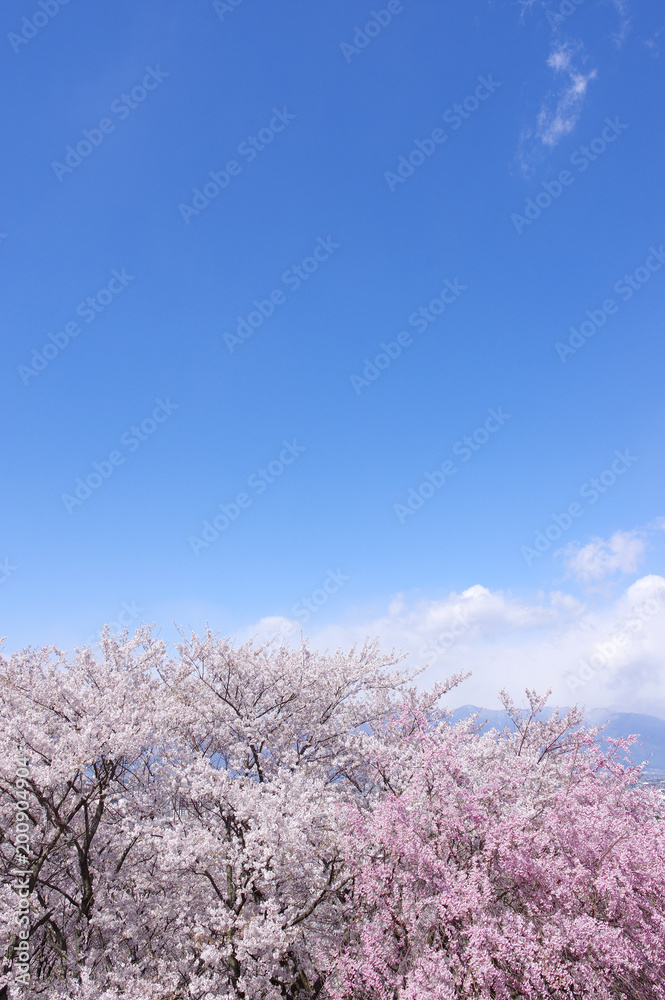 弘法山古墳の桜