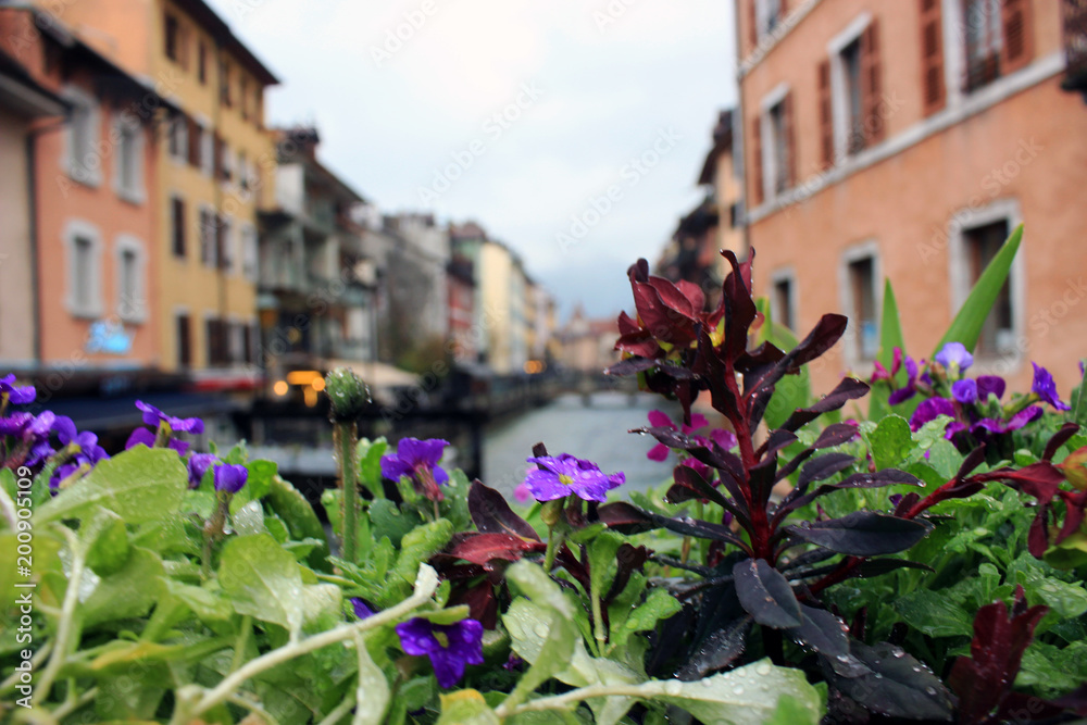 Cityscape with scenic old buildings, flowers under the rain in Annecy. French Alps, France