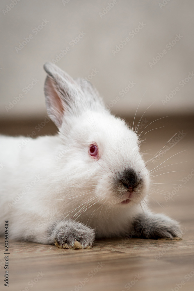 small white rabbit lying on the wooden floor