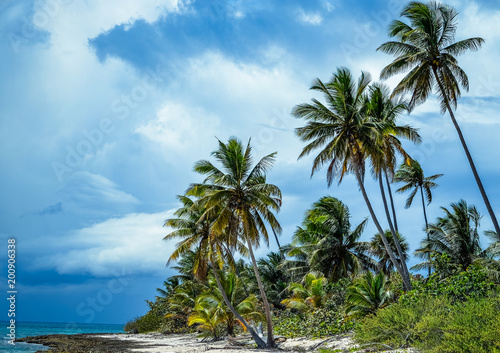 Palm trees on a Caribbean beach. © Erik