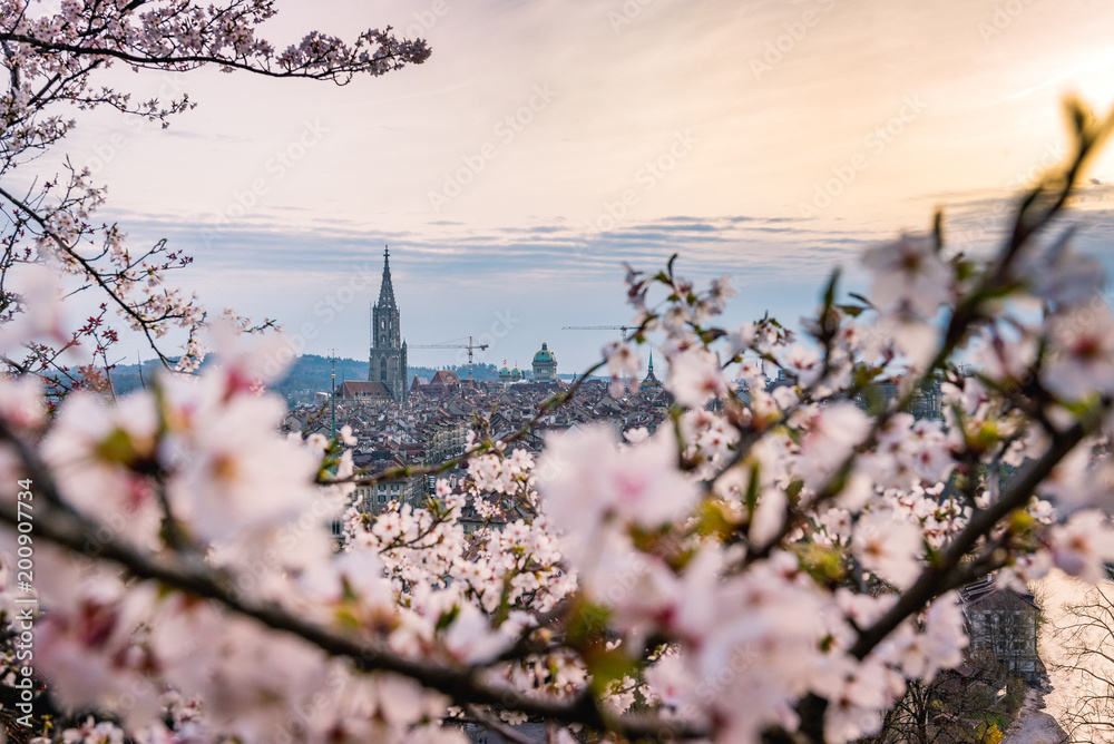 Berner Münster durch Kirschblüten im Rosengarten Berner Münster durch Kirschblüten im Rosengarten