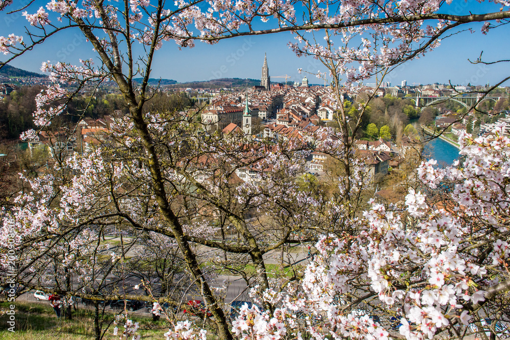 Kirschblüte im Rosengarten über der Stadt Bern, Schweiz Kirschblüte im Rosengarten über der Stadt Bern, Schweiz
