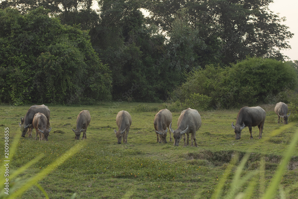 Obraz premium buffaloes in the field