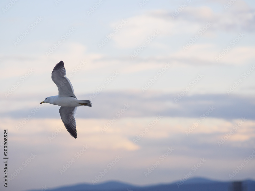 Fototapeta premium Flying seagull over city.