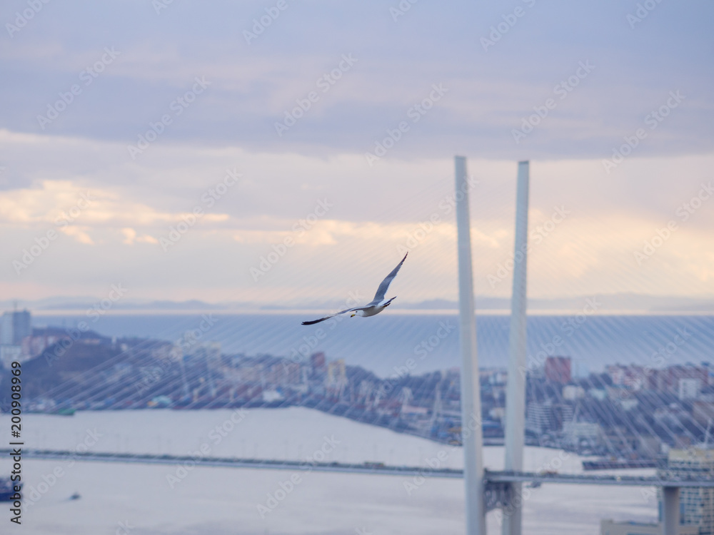 Flying seagull over city.