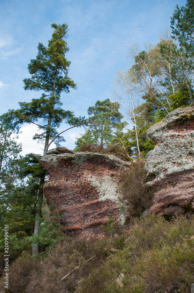 retail of narrow path for hiking in the forest retail of narrow path for hiking in the forest