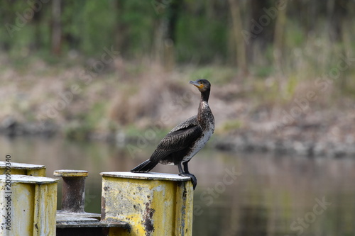 Young cormorant lis ooking for food photo