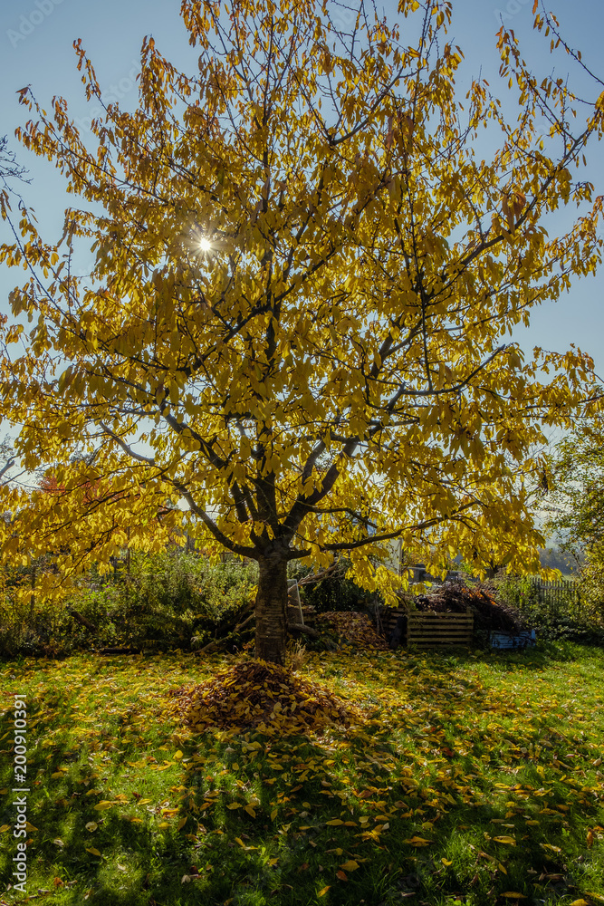 Kirschbaum im Herbst Kirschbaum im Herbst
