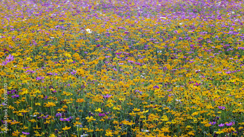 colorful cosmos flower in the  field